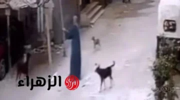 تحرك أمني.. تفاصيل التحقيق مع حارس عقار بعد تعديه على كلب ضال في تصرف أثار الجدل 1